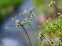 Sanicula europaea