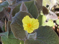 Saruma henryi