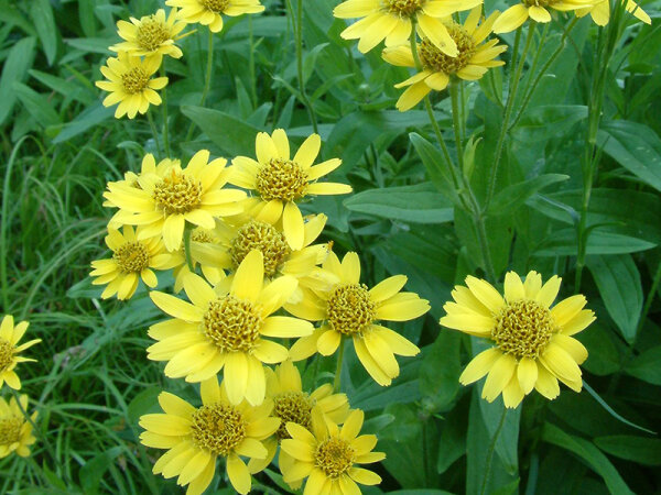 Arnica chamissonis ssp. foliosa