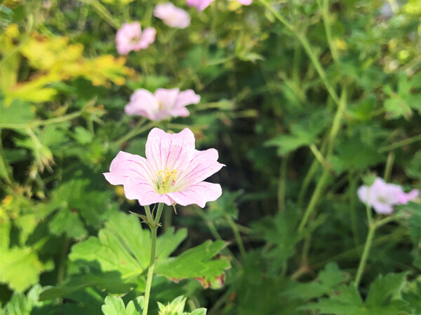 Geranium Hybr. Dreamland®