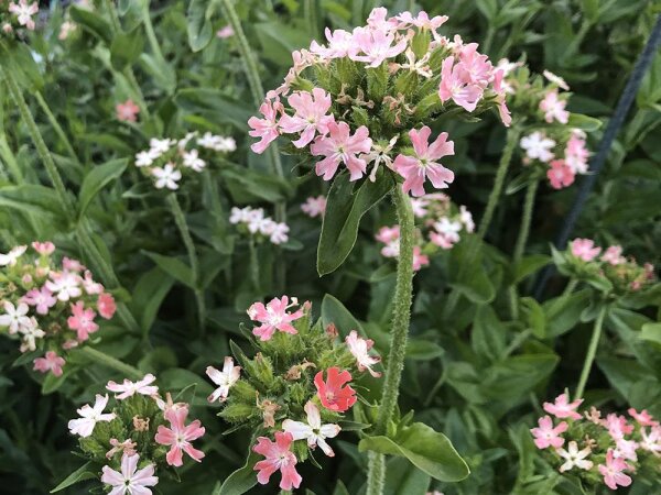 Lychnis calcedonica Carnea