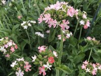 Lychnis calcedonica Carnea