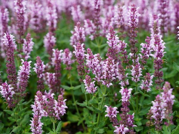 Salvia nemorosa Salute® Light Pink