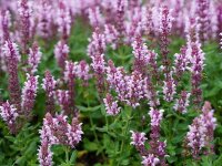 Salvia nemorosa Salute&reg; Light Pink