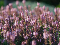 Salvia nemorosa Salute® Light Pink