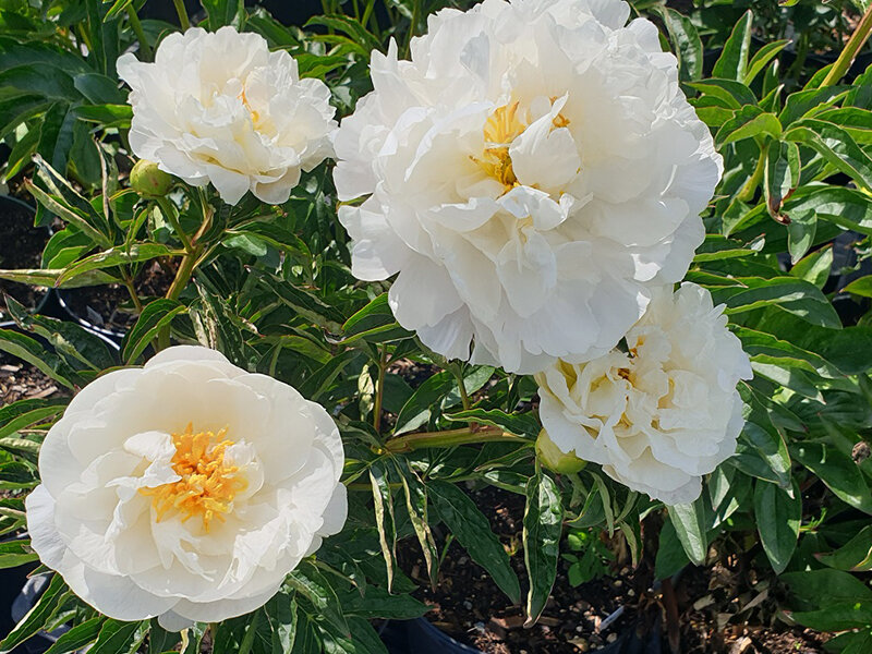 Paeonia lactiflora Miss America (Solit&auml;r C3)