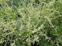 Artemisia lactiflora Weiße Dame P1