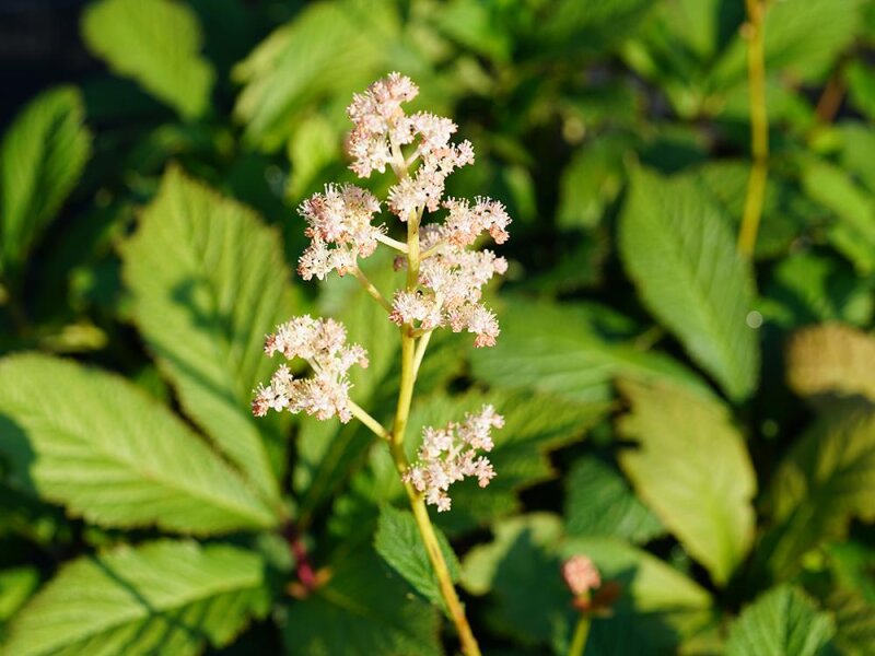 Rodgersia Die Anmutige