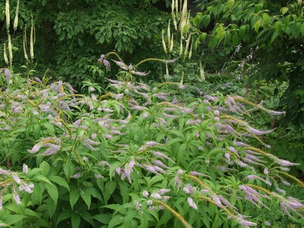 Veronicastrum japonicum Okamoto*