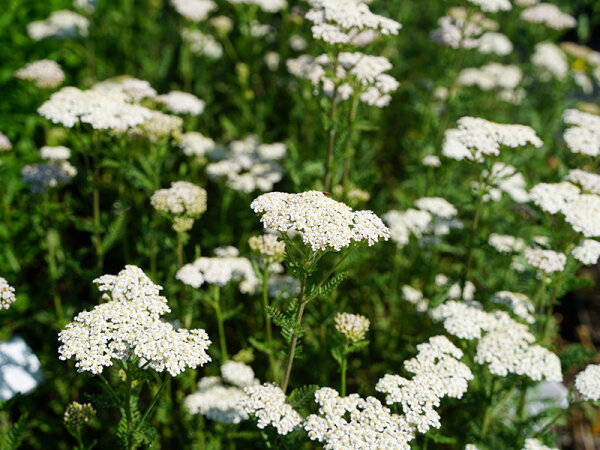 Achillea Millefolium-Hybr. Heinrich Vogeler