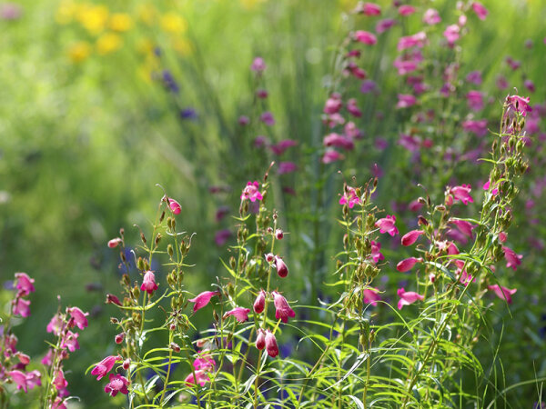 Penstemon x mexicale Red Rocks