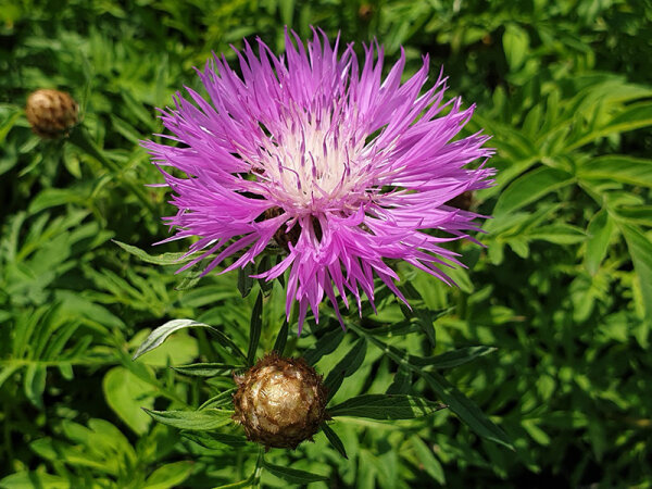 Centaurea dealbata