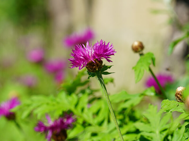 Centaurea dealbata