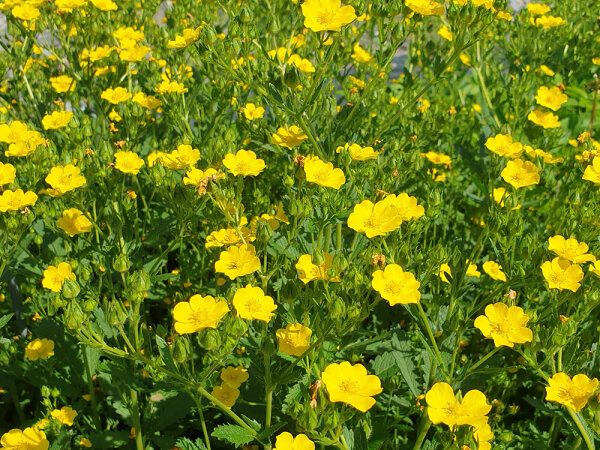 Potentilla recta