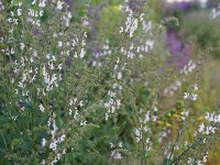 Salvia staminea