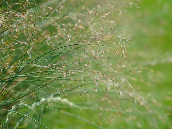 Poa glauca