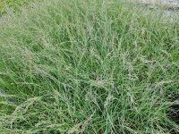 Poa glauca