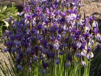 Iris missouriensis