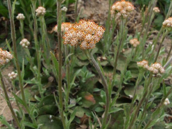 Antennaria plantaginifolia