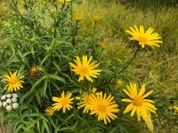 Buphthalmum salicifolium Dora