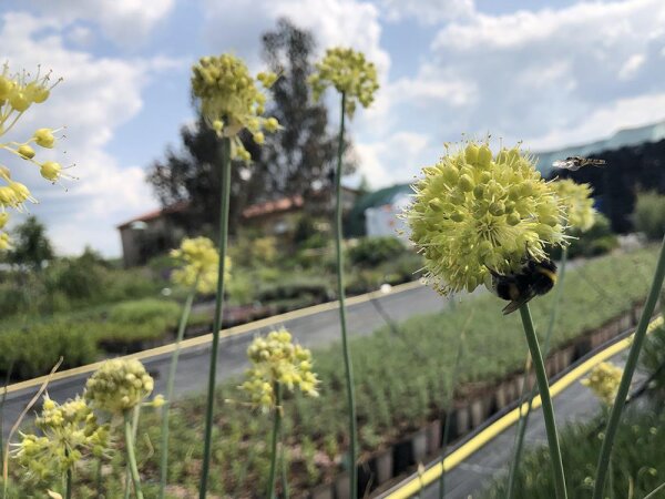 Allium obliquum