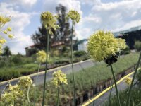 Allium obliquum