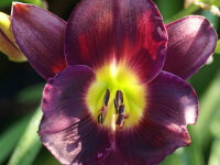 Hemerocallis Hybr. (von Martina)