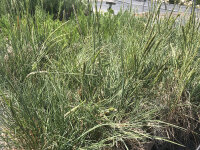 Koeleria vallesiana Mountain Breeze