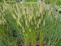 Koeleria macrantha