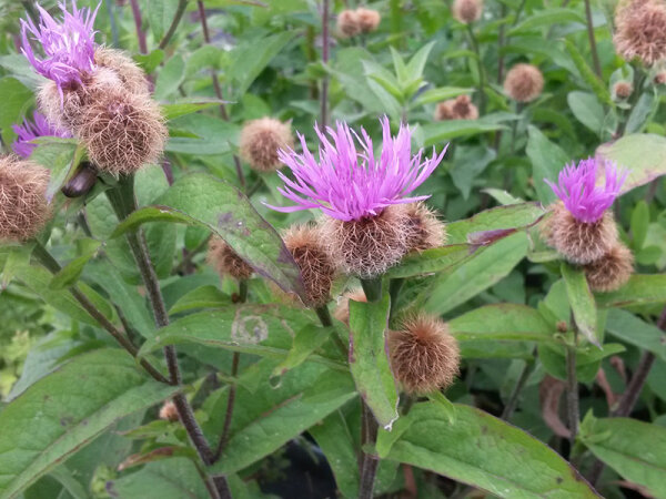 Centaurea phrygia