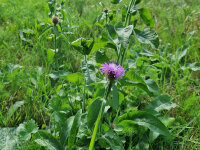 Centaurea phrygia