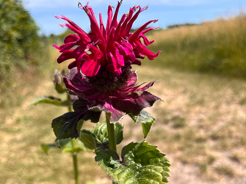 Monarda Hybr. Fireball &reg;