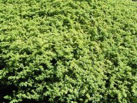 Herniaria glabra Serpyllifolia