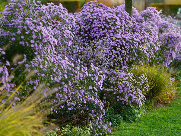Aster (Symphyotrichum) novi-belgii Henri Picot