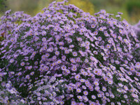 Aster (Symphyotrichum) novi-belgii Henri Picot