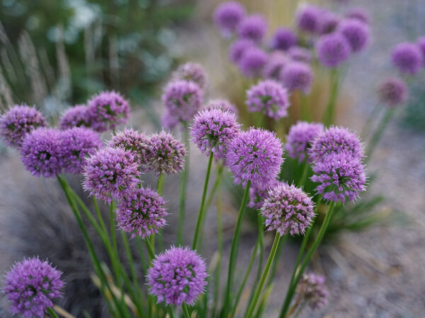 Allium senescens-Hybr. Millenium