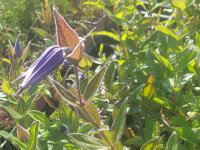 Clematis integrifolia Blue Ribbons