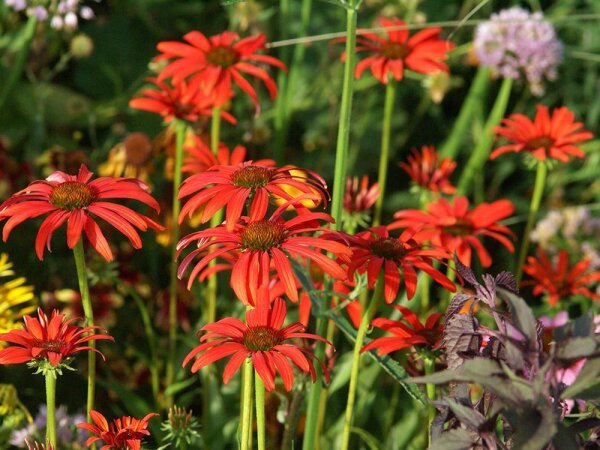 Echinacea Tomato Soup® P1