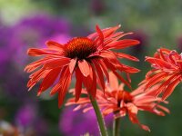 Echinacea Hot Summer&reg; P1