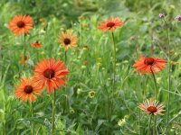 Echinacea Hot Summer® P1