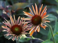 Echinacea Hot Summer&reg; P1