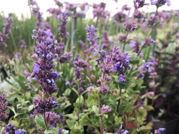 Nepeta Hybr. Joanna Reed