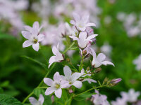 Campanula lactiflora Loddon Anne