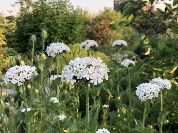 Lychnis calcedonica Raureif