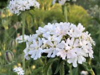 Lychnis calcedonica Raureif