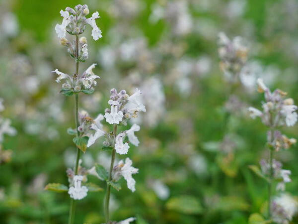 Nepeta Hybr. Porzellan