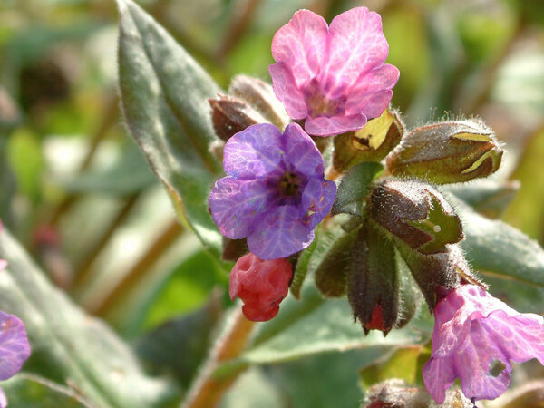 Pulmonaria officinalis