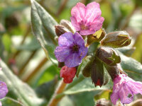 Pulmonaria officinalis