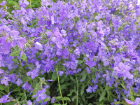 Phlox divaricata Blue Moon