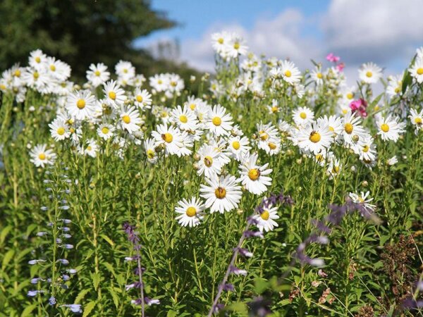 Leucanthemella serotina Herbststern